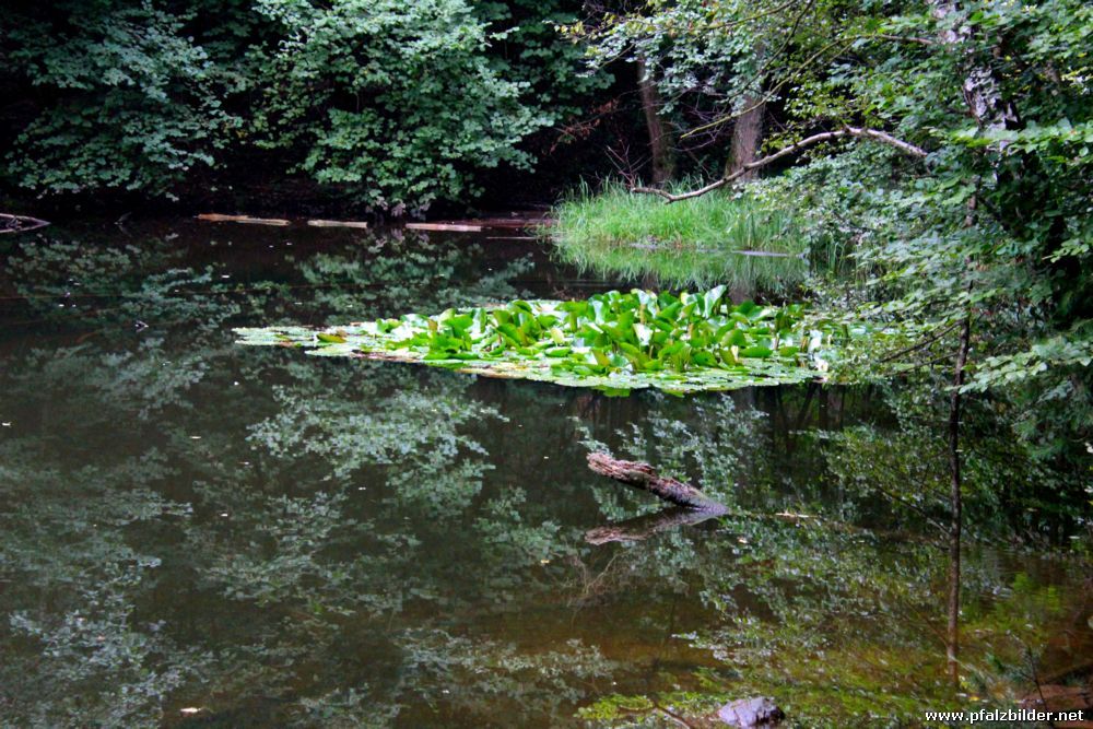 Baerenlochweiher Kindsbach~006