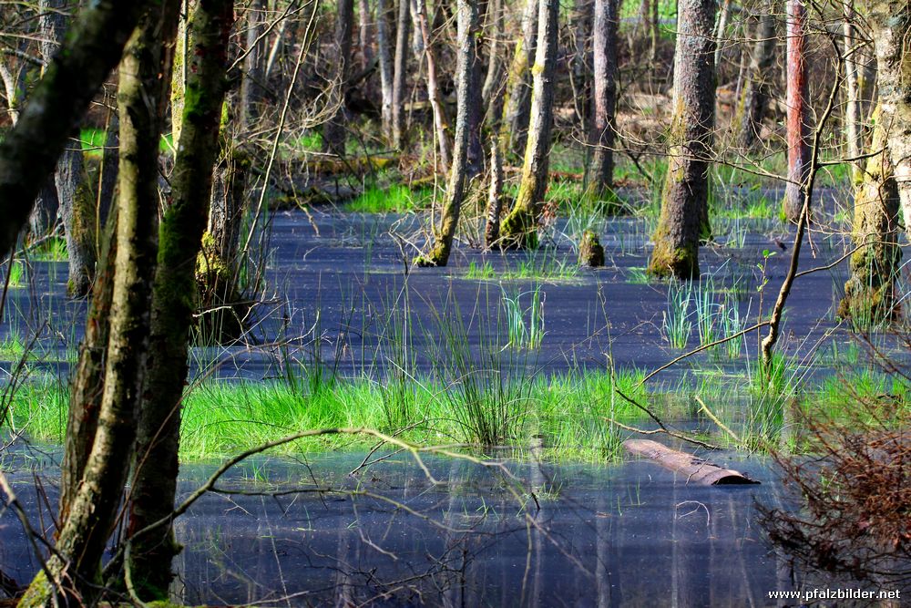 Retzbergweiher~005