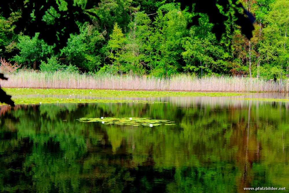 Retzbergweiher Sippersfeld~003