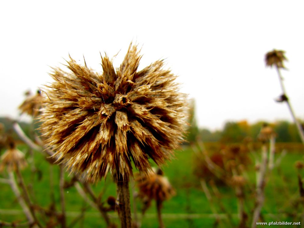 Herbstimpressionen~005