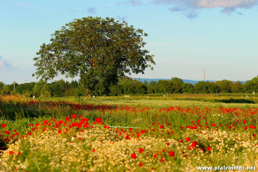 Sommerwiese~005