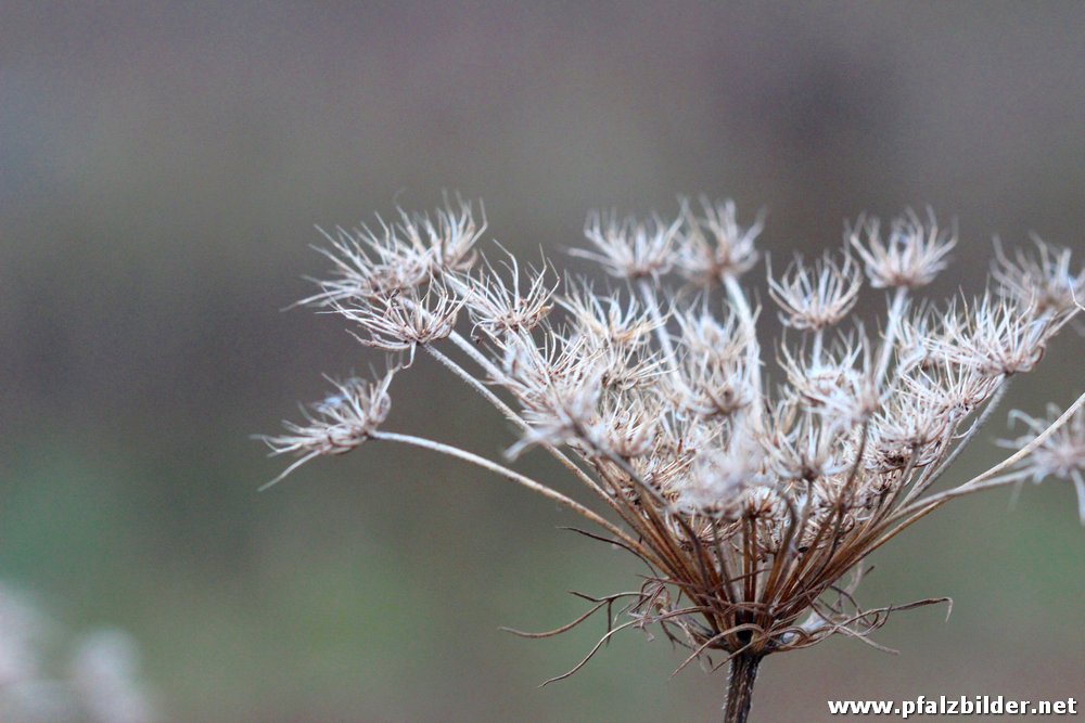 Roedersheim Feld Makros~001