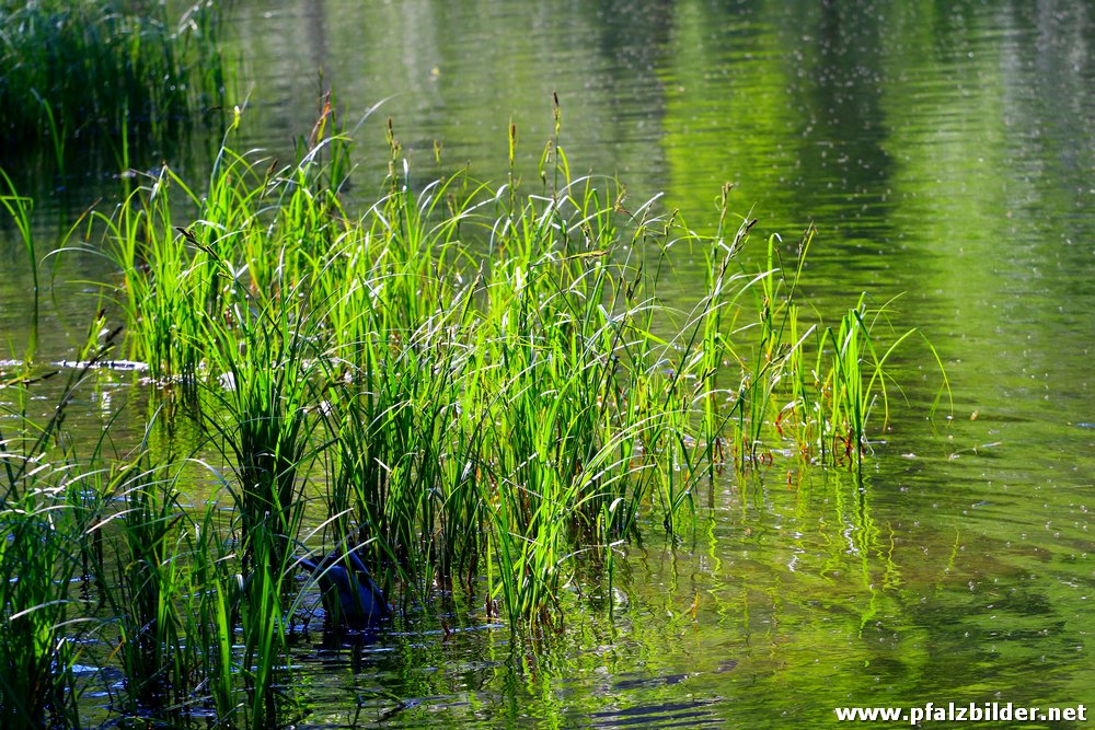 Helmbachweiher~003