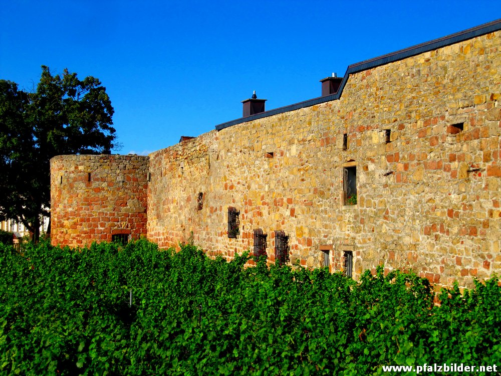 Wachenheim Stadtmauer~001