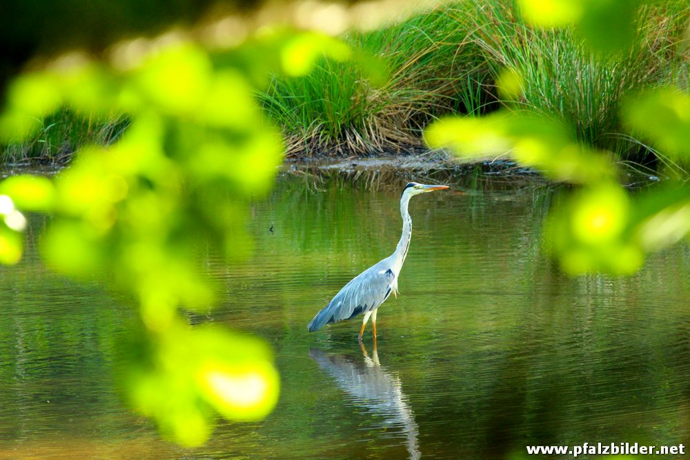 Sippersfelder Weiher~002