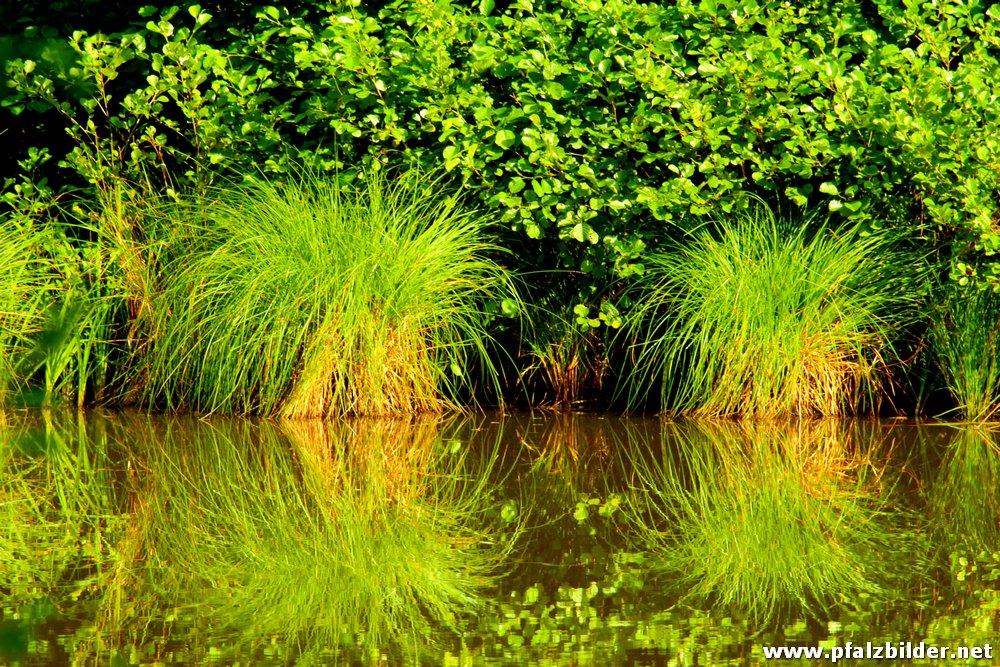 Sippersfelder Weiher~003