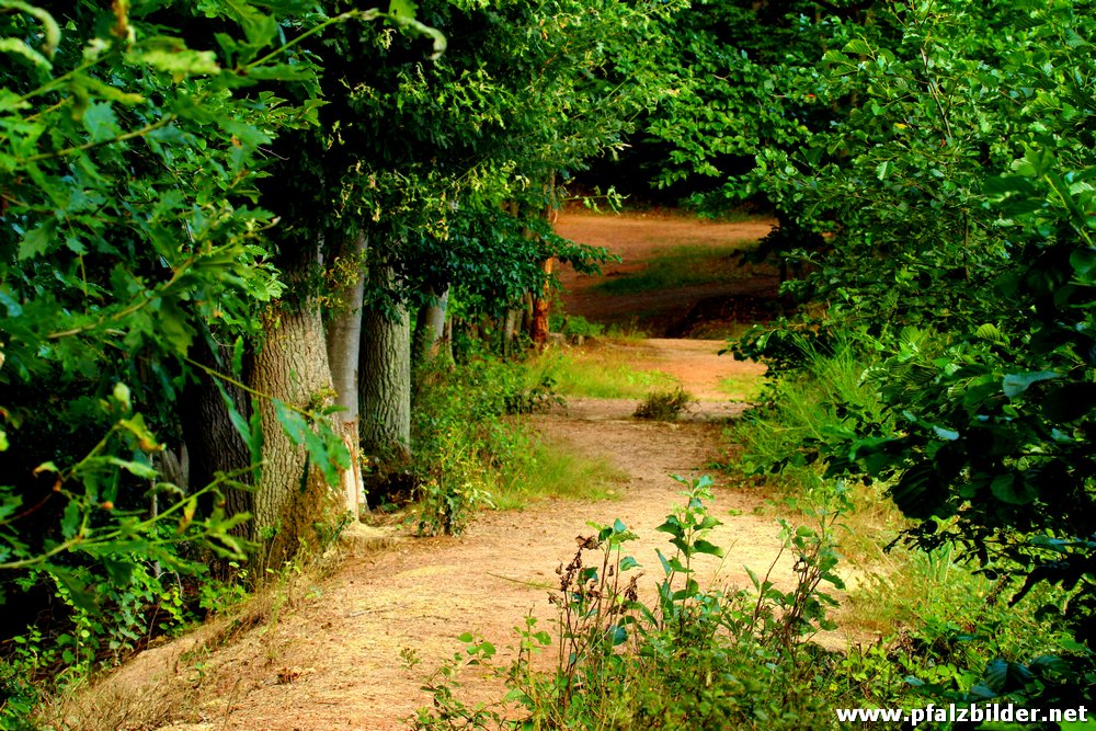 Sippersfelder Weiher~004