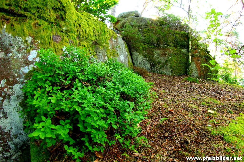 Burg Hohenfels~006