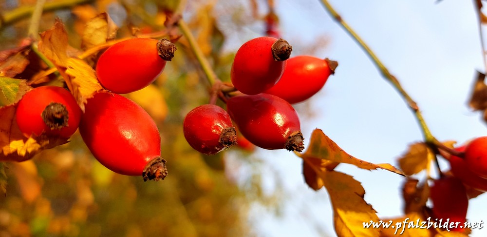 Herbstimpressionen Gronau~002