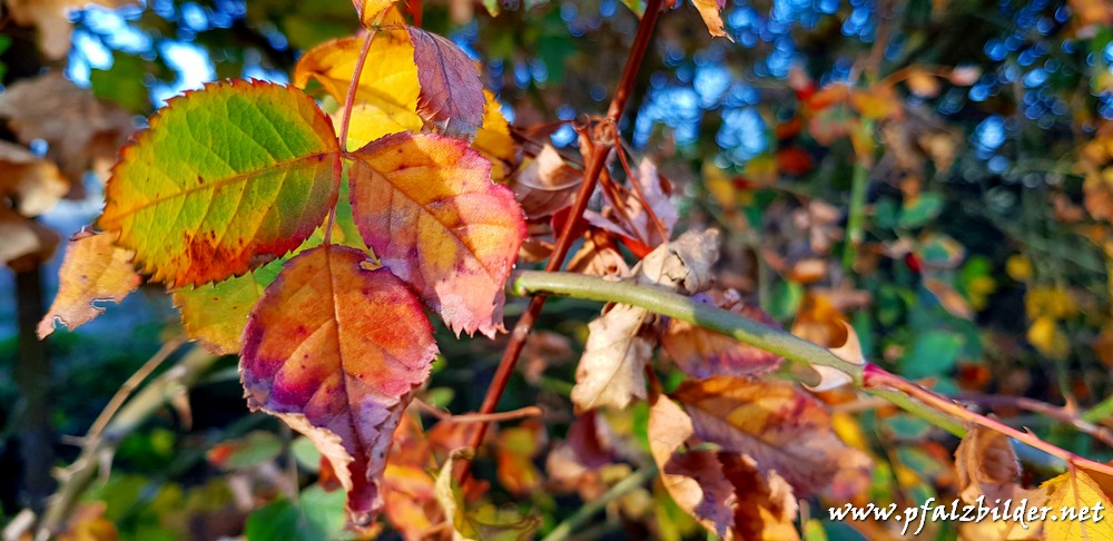 Herbstimpressionen Gronau~003