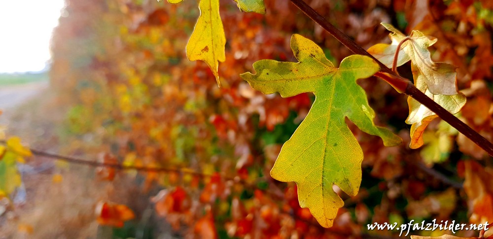 Herbstimpressionen Gronau~004