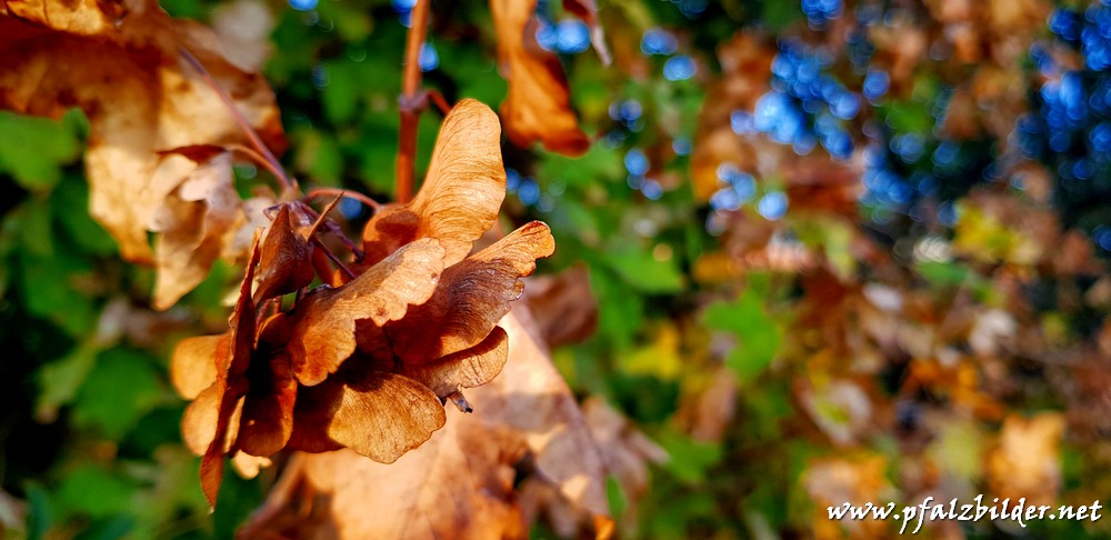 Herbstimpressionen Gronau~006