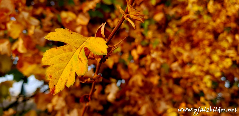 Herbstimpressionen Gronau~009