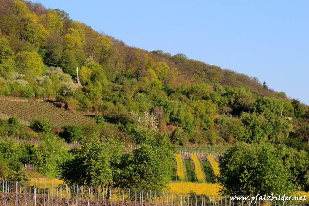 Haardtrand-Deidesheim-Forst~004