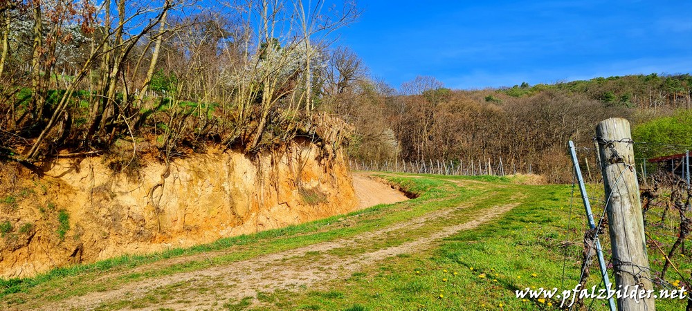 Loess-Grabenrand-Deidesheim~003