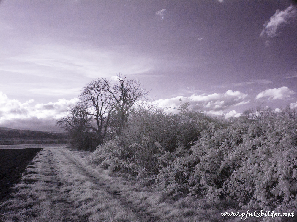 Roedersheim-Feld-IR~003