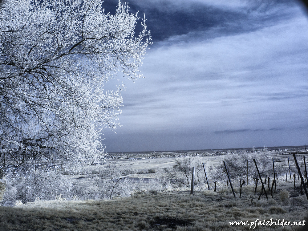 Haardtrand-Forst~IR~008