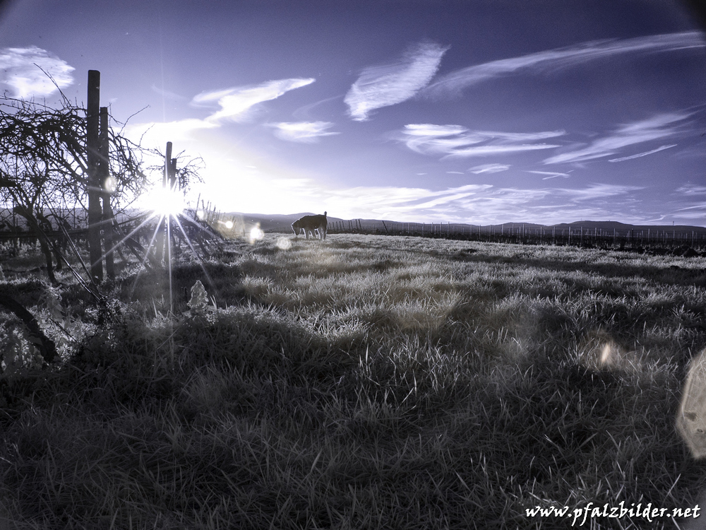 Roedersheim-Feld~IR~006