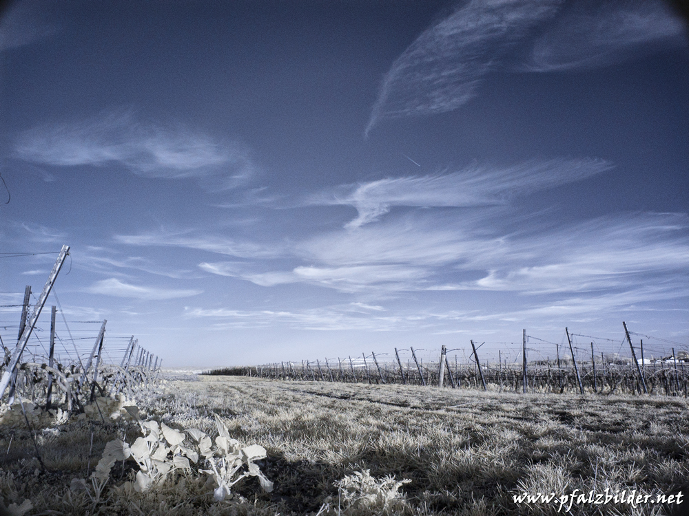 Roedersheim-Feld~IR~007