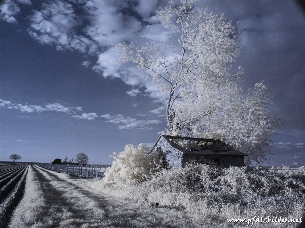 Roedersheim-Feld~IR~003