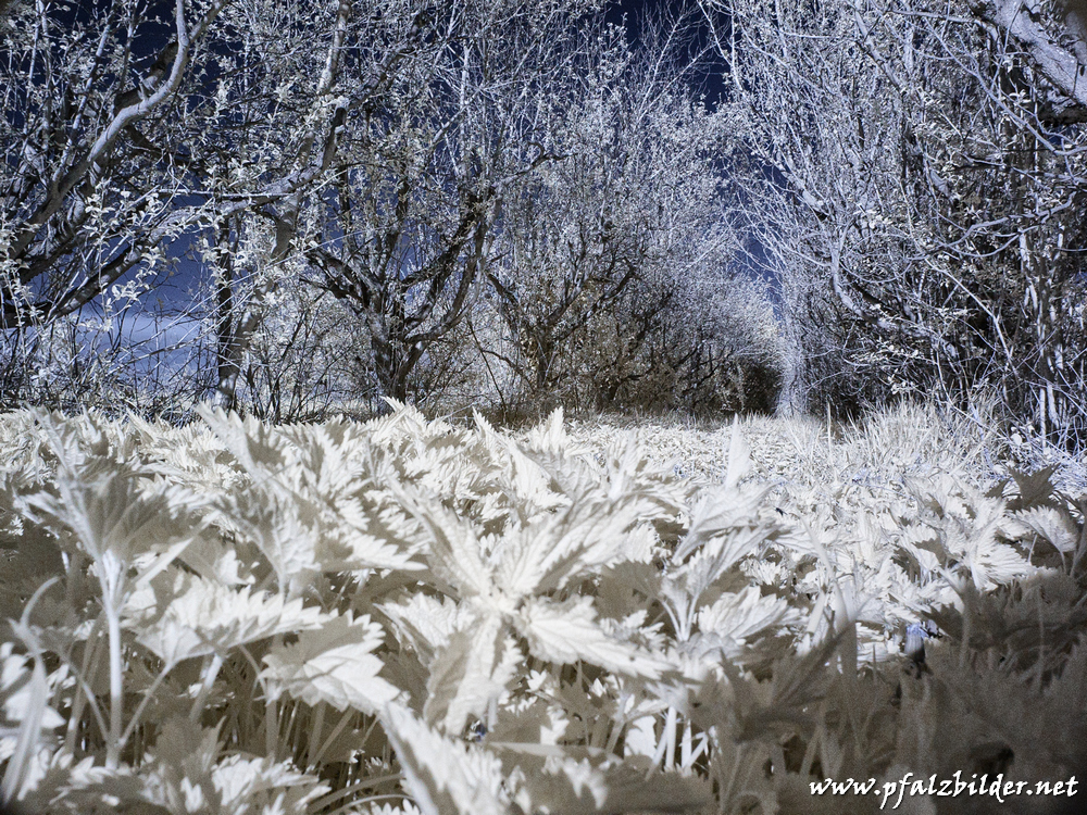 Burg-Gronau~IR~004