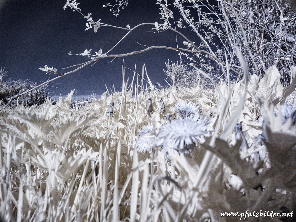 Burg-Gronau~IR~005