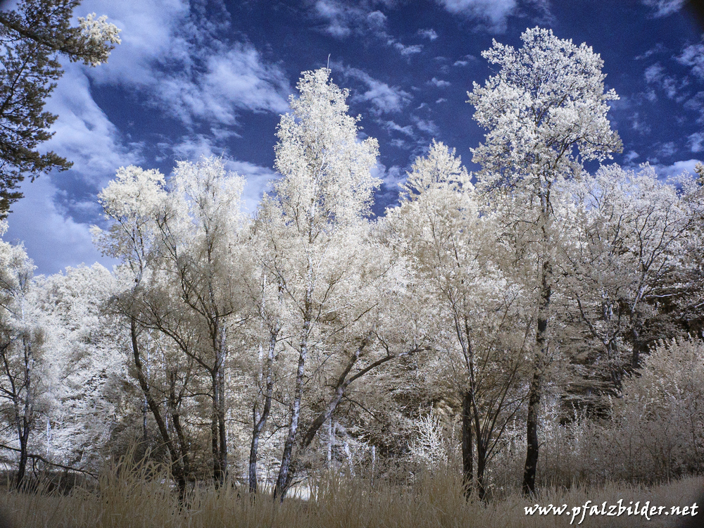 Poppenthal~IR~004