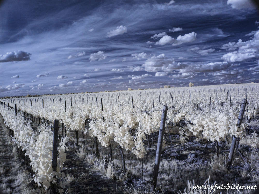 Niederkirchen-Wingert~IR~004