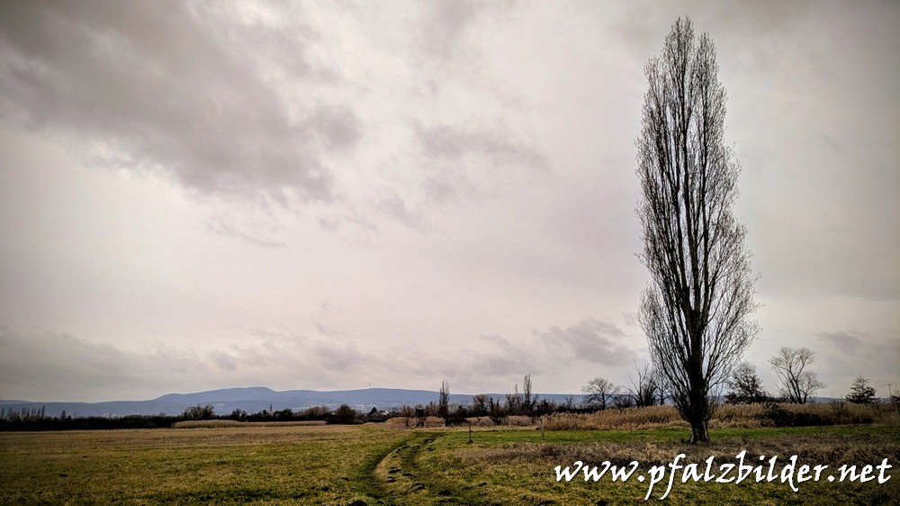 Isenach-Schwemmfaecher~005