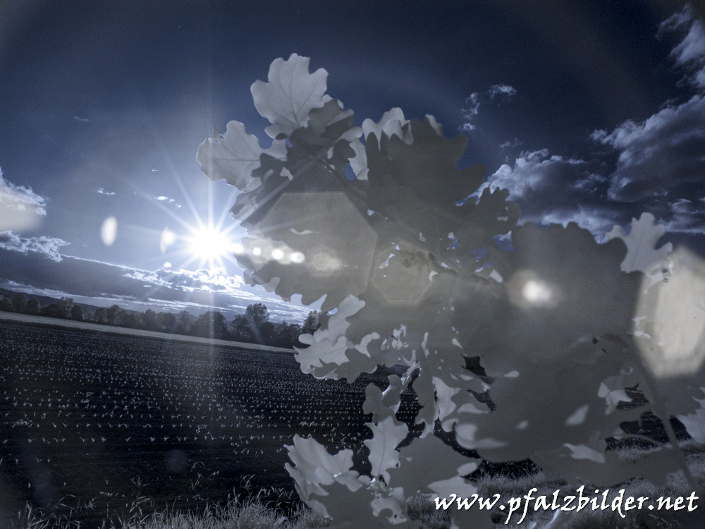 Roedersheim-Feld~IR~003
