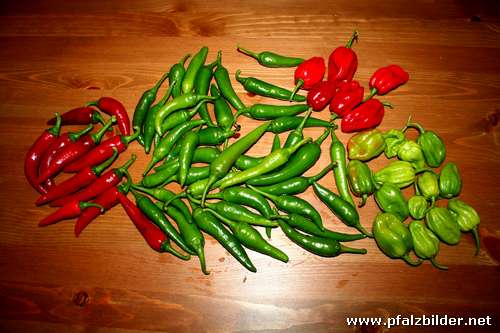 Chillies~002