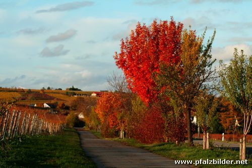 Golderner Herbst~005