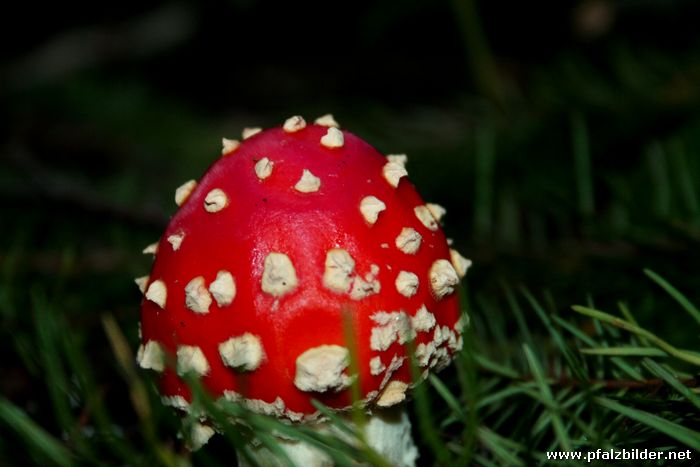Pilze 2010~035