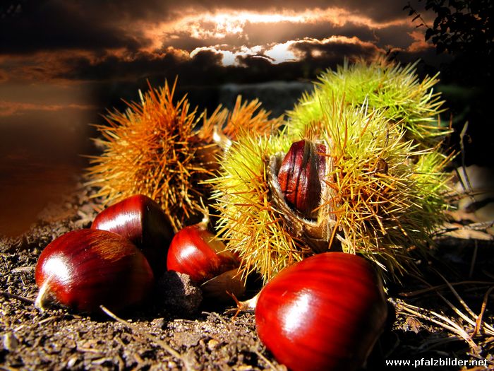 Kastanien Sonnenuntergang~003