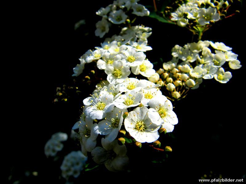 Fruehling 2011~031