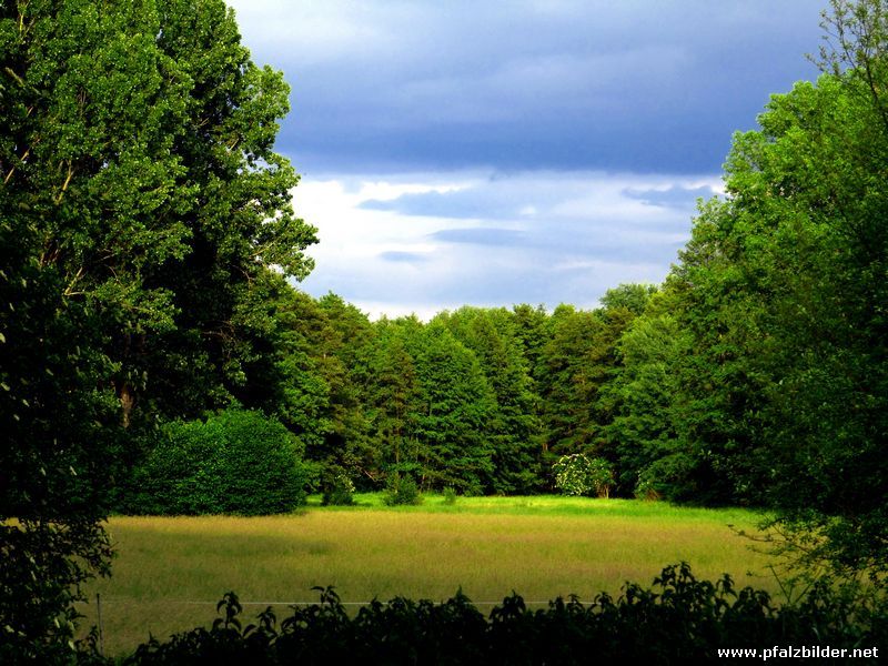 Hasslocher Wald 002