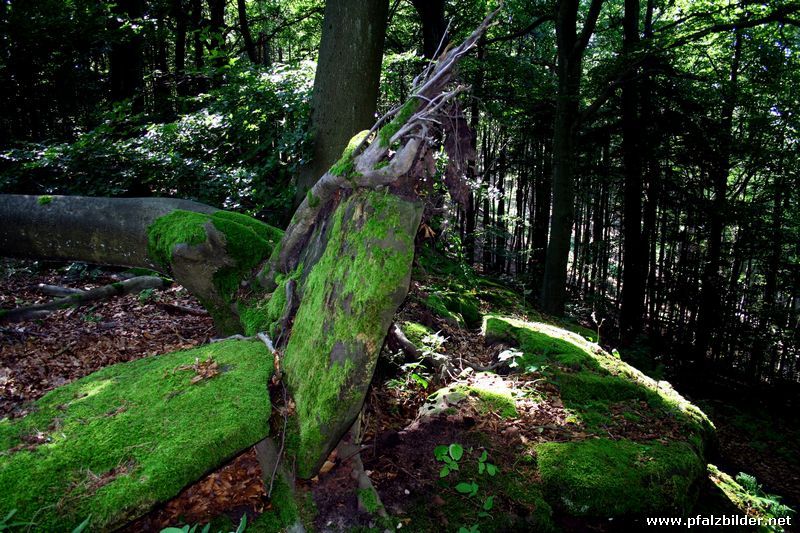 Baum 006