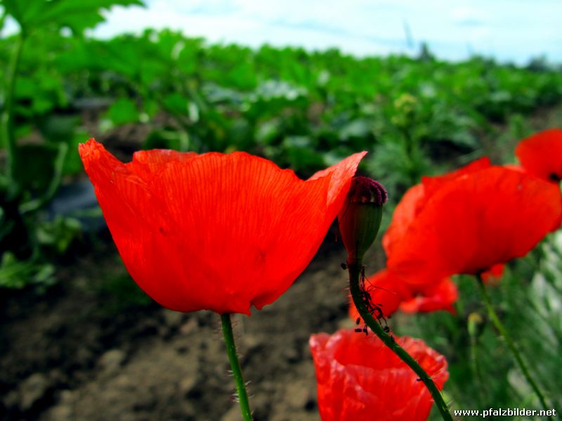 Wiesenblumen 005