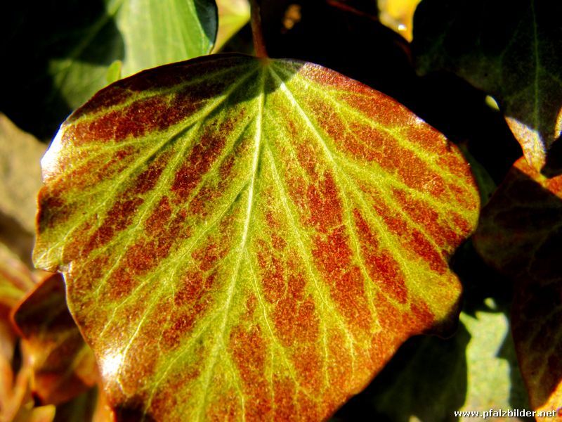 Burg Gimmeldingen~004