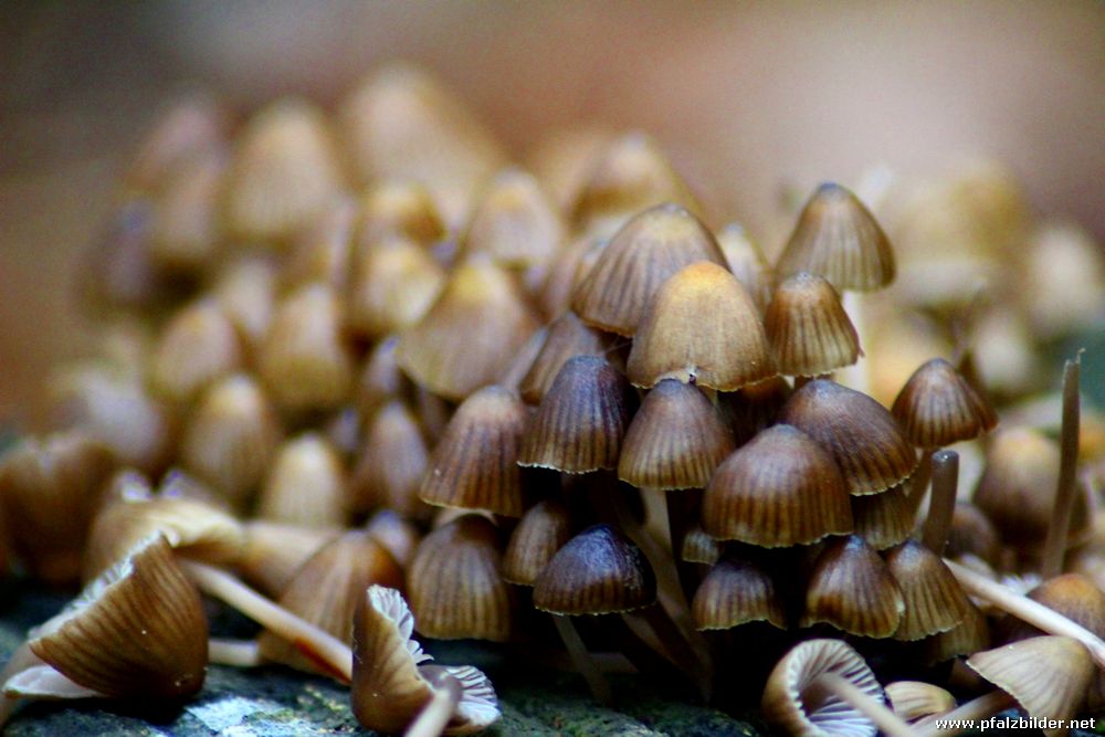 Pilze 2012~002