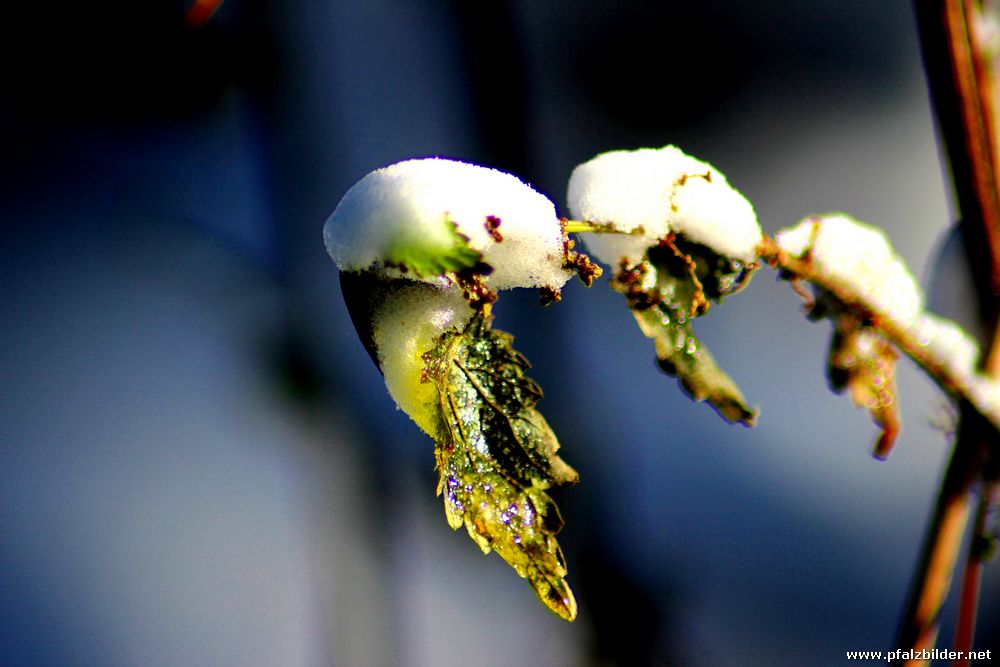 Kalmit erster Schnee 2012~001