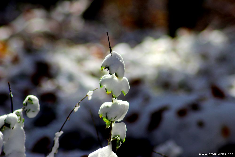 Kalmit erster Schnee 2012~003