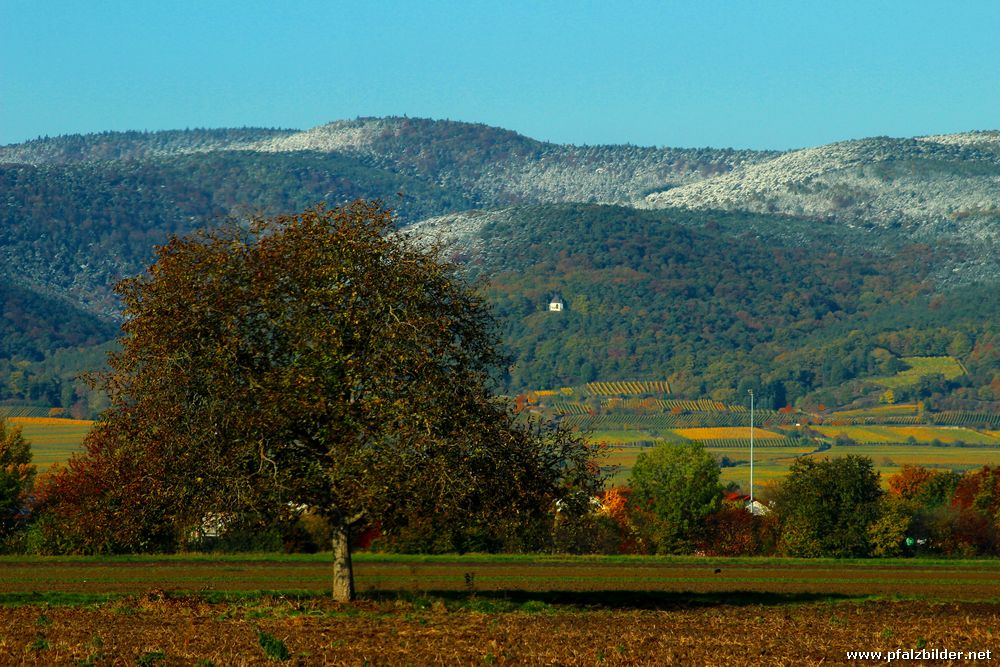 Vorderpfalz erster Schnee 2012~002