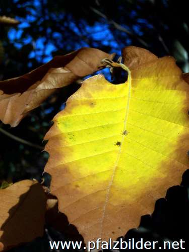 014~Herbstwald-2005