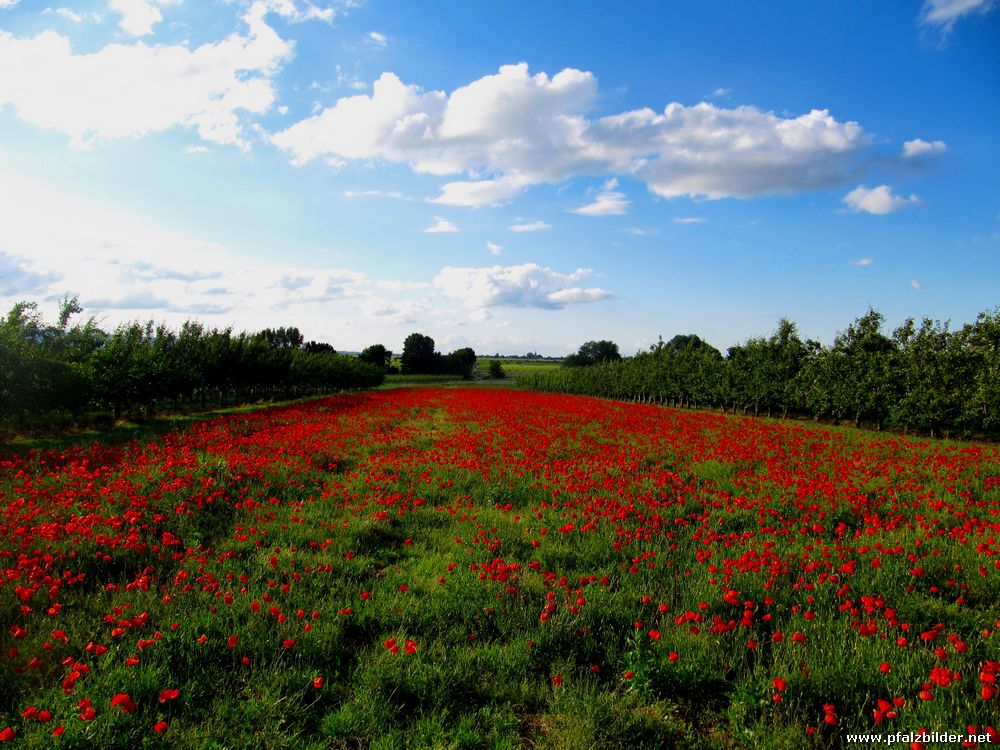 Klatschmohn~002