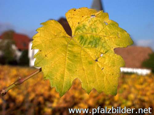 006~Herbstwingert-2005