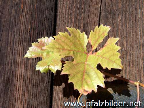 011~Herbstwingert-2005