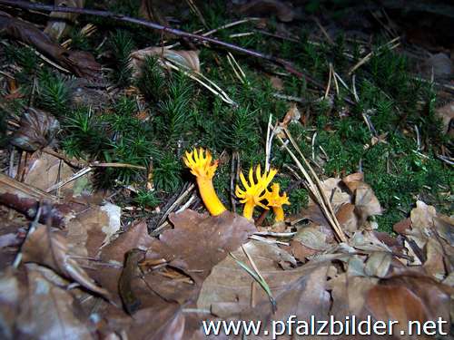 005~Pilze-2005