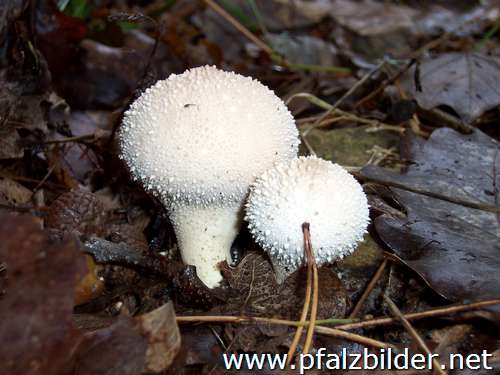 022~Pilze-2005