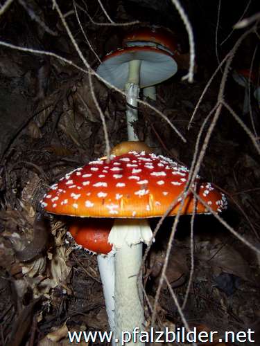 059~Pilze-2005